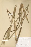 藏品(黑麥)的圖片